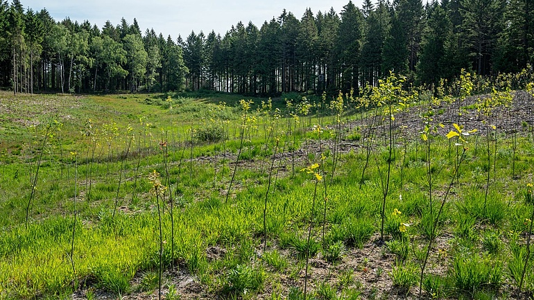 Viele Bäume hat der Betrieb von Sebastian Fuchs in der Eifel schon pflanzen lassen. 