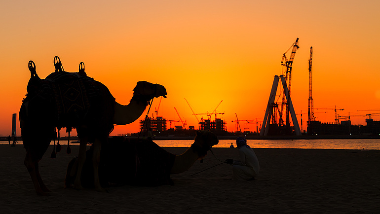 Kamel bei Sonnenuntergang, im Hintergrund ist ein Containerhafen zu sehen.