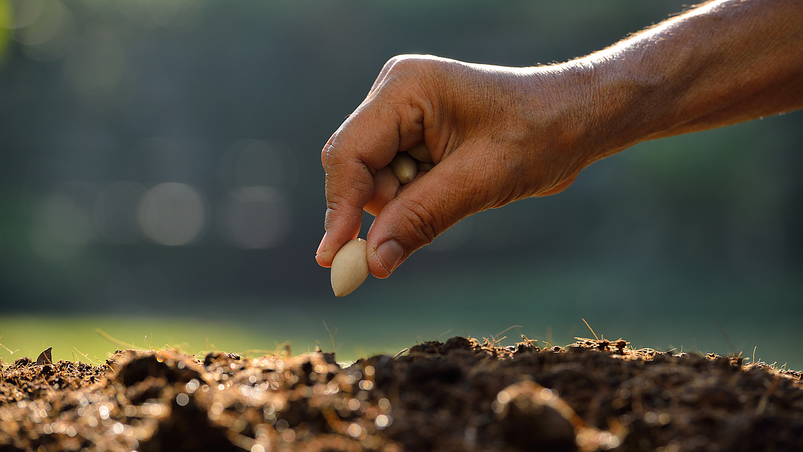 Eine Hand pflanzt einen Samen in Erde.